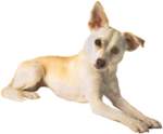 canin