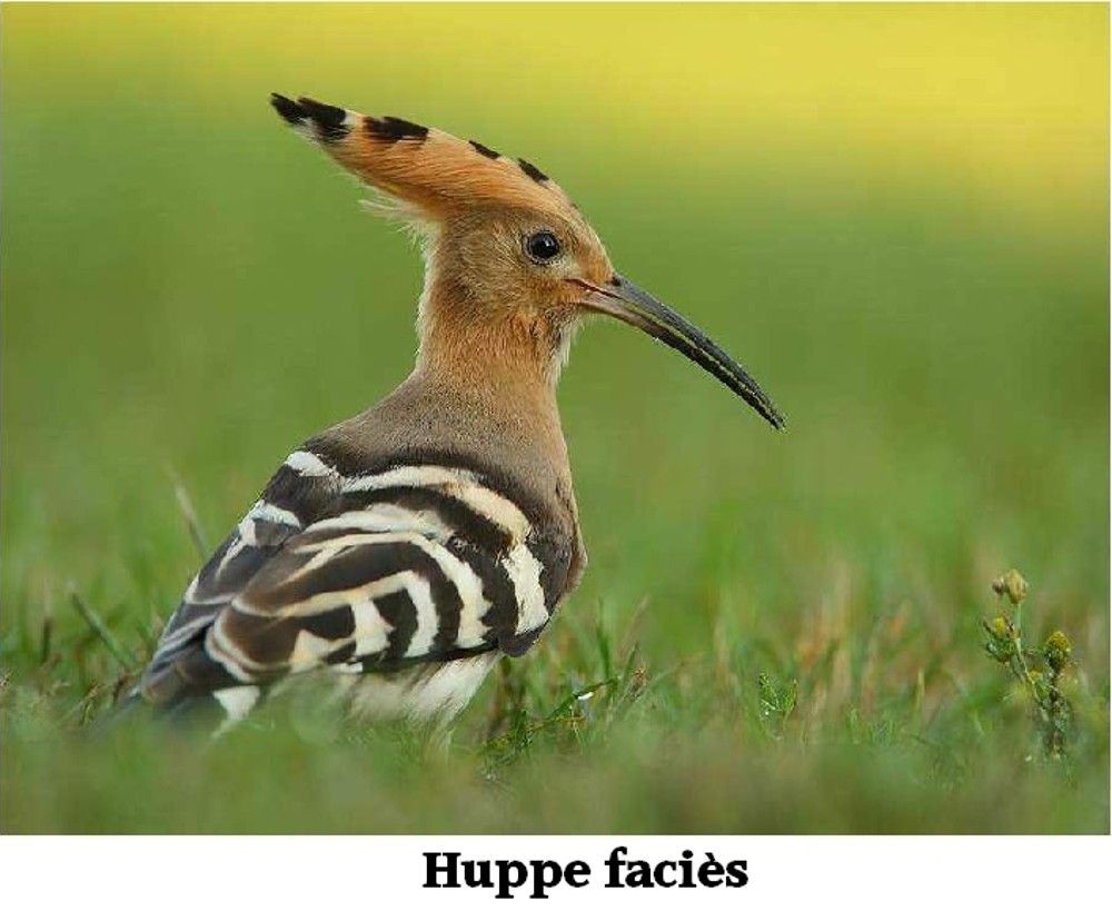 www.ccportesdupaysdothe.fr