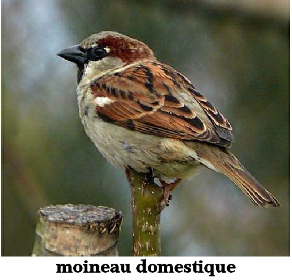 www.ccportesdupaysdothe.fr