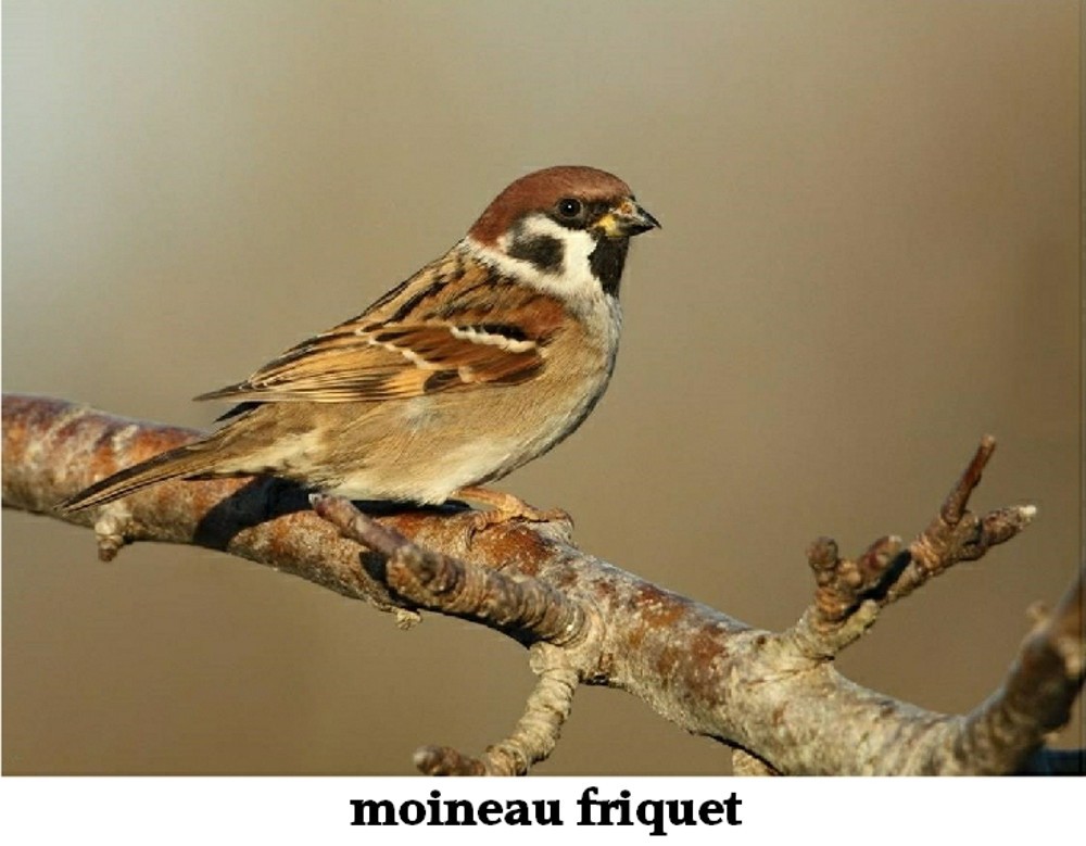 www.ccportesdupaysdothe.fr